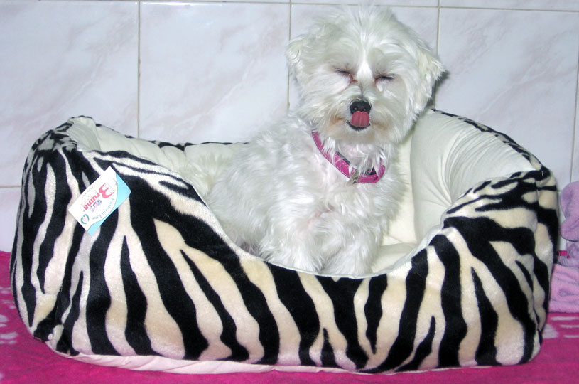 articoli da regalo a tema animali